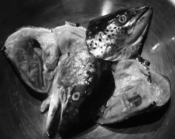 Salmon heads from the fishmonger